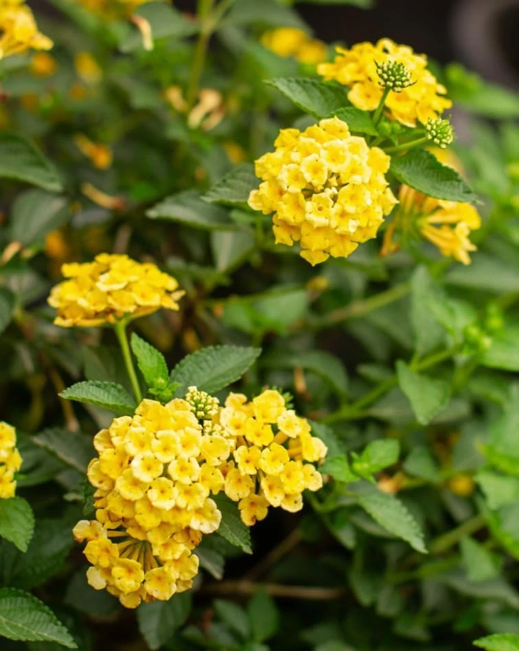 Set of 2 Chapel Hill Gold Lantana Live Plants - Yellow Flowering Shrub, 4-7 Inches Tall, Outdoor - Image 4