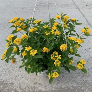 Set of 2 Chapel Hill Gold Lantana Live Plants - Yellow Flowering Shrub, 4-7 Inches Tall, Outdoor - Image 6