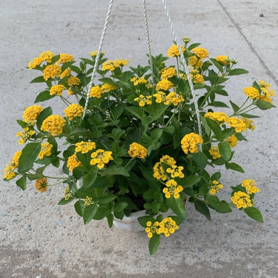 Set of 2 Chapel Hill Gold Lantana Live Plants - Yellow Flowering Shrub, 4-7 Inches Tall, Outdoor - Image 6