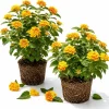 Set of 2 Chapel Hill Gold Lantana Live Plants - Yellow Flowering Shrub, 4-7 Inches Tall, Outdoor - Image 1