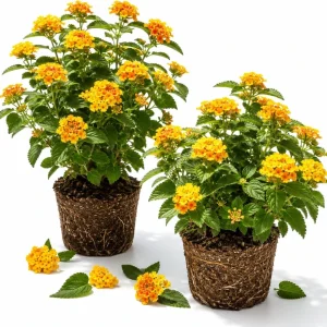 Set of 2 Chapel Hill Gold Lantana Live Plants - Yellow Flowering Shrub, 4-7 Inches Tall, Outdoor - Image 1