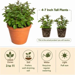 Set of 2 Chocolate Mint Live Plants, 4-7 Inches Tall, Rooted Herb Plants for Patio & Garden - Image 3