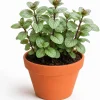 Set of 2 Chocolate Mint Live Plants, 4-7 Inches Tall, Rooted Herb Plants for Patio & Garden - Image 1