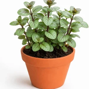 Set of 2 Chocolate Mint Live Plants, 4-7 Inches Tall, Rooted Herb Plants for Patio & Garden - Image 1