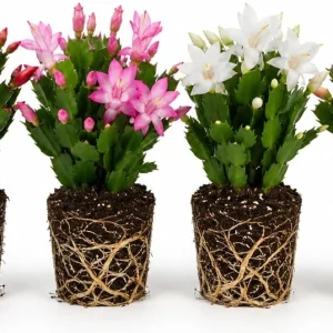 Set of 2 Christmas Cactus Live Plants, Thanksgiving Cactus, 4-8 Inch Tall - Image 4