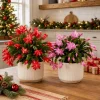 Set of 2 Christmas Cactus Live Plants, Thanksgiving Cactus, 4-8 Inch Tall - Image 1