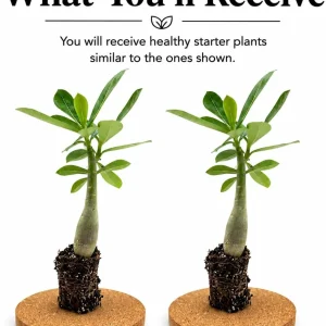 Set of 2 Desert Rose Live Plants, Adenium Succulent, 5-8 Inch Tall, No Pot - Image 2