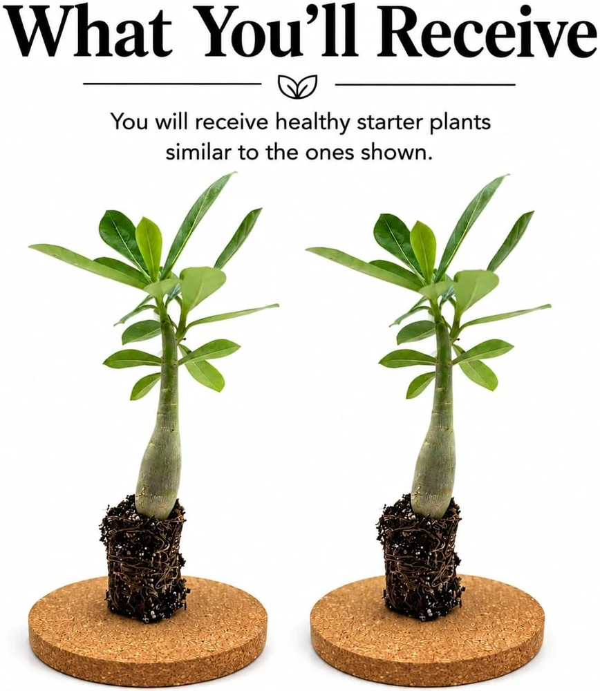 Set of 2 Desert Rose Live Plants, Adenium Succulent, 5-8 Inch Tall, No Pot - Image 2