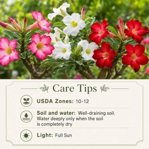 Set of 2 Desert Rose Live Plants, Adenium Succulent, 5-8 Inch Tall, No Pot - Image 5