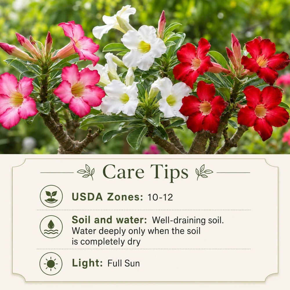 Set of 2 Desert Rose Live Plants, Adenium Succulent, 5-8 Inch Tall, No Pot - Image 5