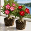 Set of 2 Desert Rose Live Plants, Adenium Succulent, 5-8 Inch Tall, No Pot - Image 1