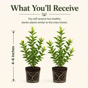 Set of 2 Frostproof Jasmine Live Plants - Fragrant White Flowering Vine 4-6 Inch Tall - Image 2