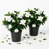 Set of 2 Frostproof Jasmine Live Plants - Fragrant White Flowering Vine 4-6 Inch Tall - Image 1