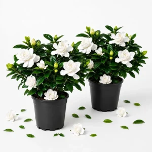 Set of 2 Frostproof Jasmine Live Plants - Fragrant White Flowering Vine 4-6 Inch Tall - Image 1