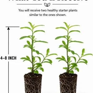 Set of 2 Goji Berry Live Plants - Red Bush, 4-8 Inch Tall, Tropical Fruit Tree - Image 2