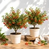 Set of 2 Goji Berry Live Plants - Red Bush, 4-8 Inch Tall, Tropical Fruit Tree - Image 1