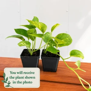 Set of 2 Golden Pothos Live Plants, 5-8 Inch Tall, 4 Inch Pot, Variegated Houseplant - Image 2