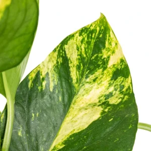 Set of 2 Golden Pothos Live Plants, 5-8 Inch Tall, 4 Inch Pot, Variegated Houseplant - Image 3