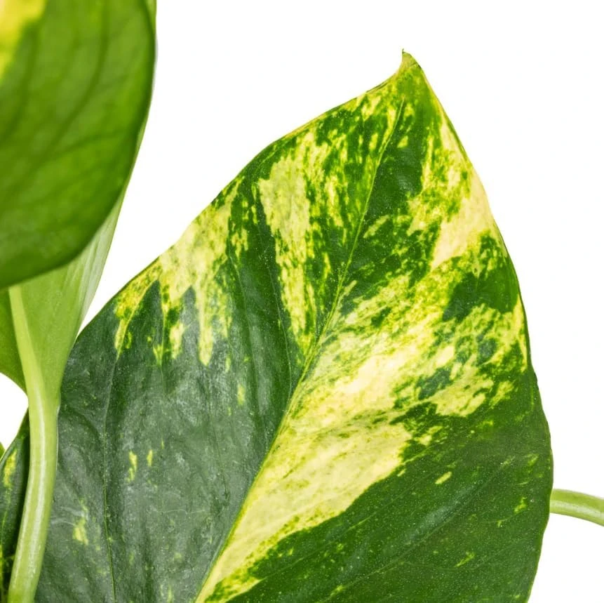 Set of 2 Golden Pothos Live Plants, 5-8 Inch Tall, 4 Inch Pot, Variegated Houseplant - Image 3