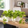 Set of 2 Golden Pothos Live Plants, 5-8 Inch Tall, 4 Inch Pot, Variegated Houseplant - Image 1