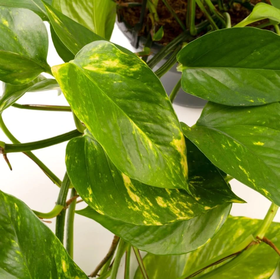Set of 2 Golden Pothos Live Plants, 5-8 Inch Tall, 4 Inch Pot, Variegated Houseplant - Image 4