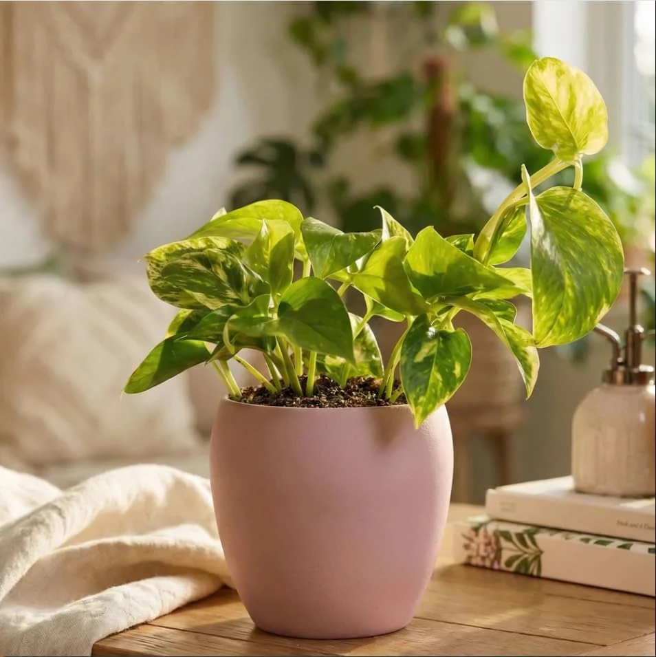 Set of 2 Golden Pothos Live Plants, 5-8 Inch Tall, 4 Inch Pot, Variegated Houseplant - Image 5