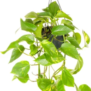 Set of 2 Golden Pothos Live Plants, 5-8 Inch Tall, 4 Inch Pot, Variegated Houseplant - Image 6