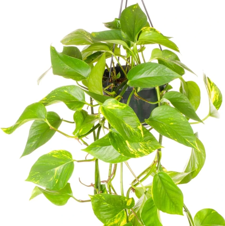 Set of 2 Golden Pothos Live Plants, 5-8 Inch Tall, 4 Inch Pot, Variegated Houseplant - Image 6