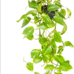 Set of 2 Golden Pothos Live Plants, 5-8 Inch Tall, 4 Inch Pot, Variegated Houseplant - Image 7