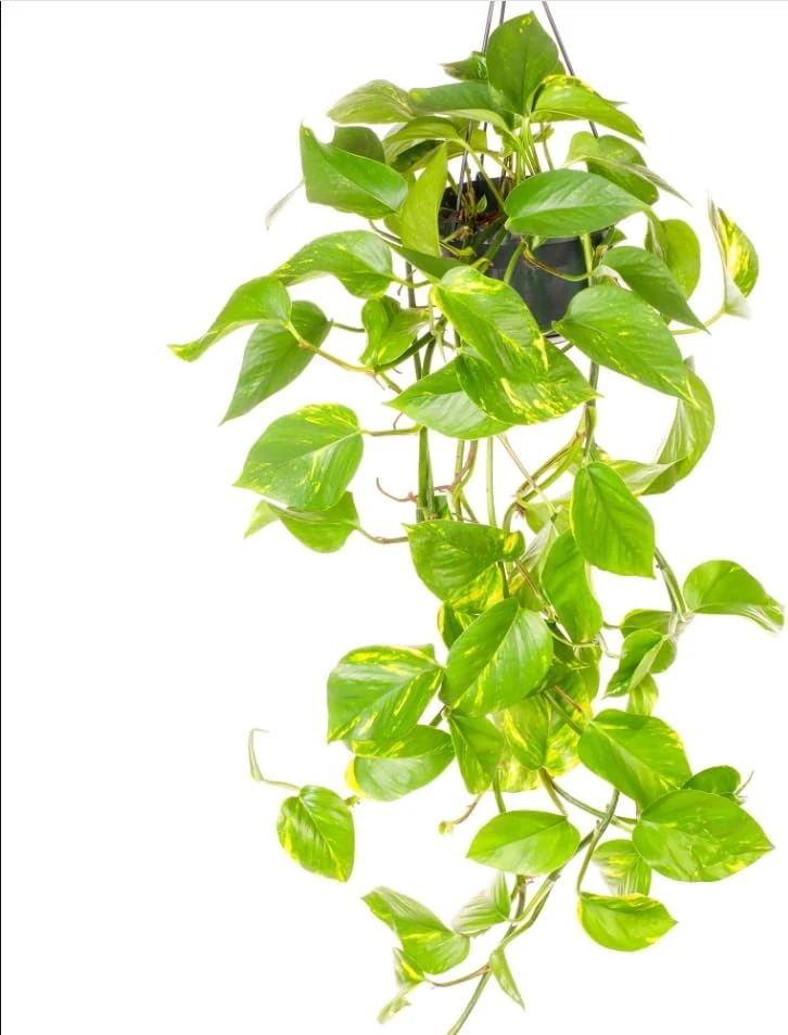 Set of 2 Golden Pothos Live Plants, 5-8 Inch Tall, 4 Inch Pot, Variegated Houseplant - Image 7