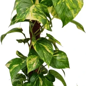 Set of 2 Golden Pothos Live Plants, 5-8 Inch Tall, 4 Inch Pot, Variegated Houseplant - Image 8