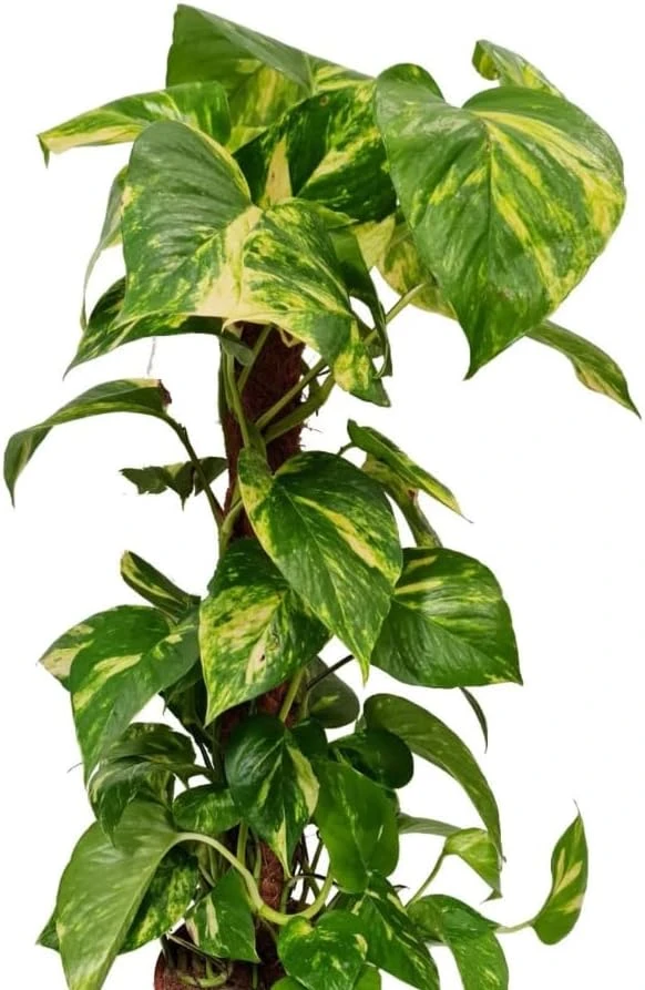 Set of 2 Golden Pothos Live Plants, 5-8 Inch Tall, 4 Inch Pot, Variegated Houseplant - Image 8