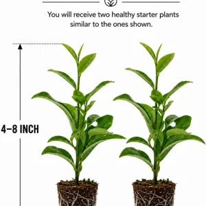 Set of 2 Green Tea Plants Live, Camellia Tea Tree, 4-8 Inch Tall - Image 2