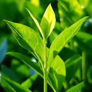 Set of 2 Green Tea Plants Live, Camellia Tea Tree, 4-8 Inch Tall - Image 4