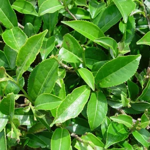 Set of 2 Green Tea Plants Live, Camellia Tea Tree, 4-8 Inch Tall - Image 7