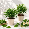 Set of 2 Green Tea Plants Live, Camellia Tea Tree, 4-8 Inch Tall - Image 1