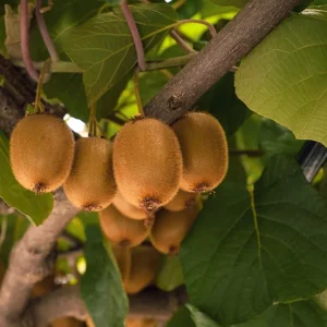 Set of 2 Hardy Kiwi Live Plants, 4-6 Inch Starter Fruit Vines, USDA Zones 4-9 - Image 2