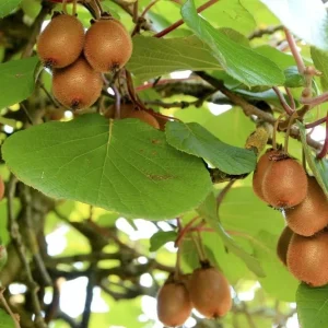 Set of 2 Hardy Kiwi Live Plants, 4-6 Inch Starter Fruit Vines, USDA Zones 4-9 - Image 4