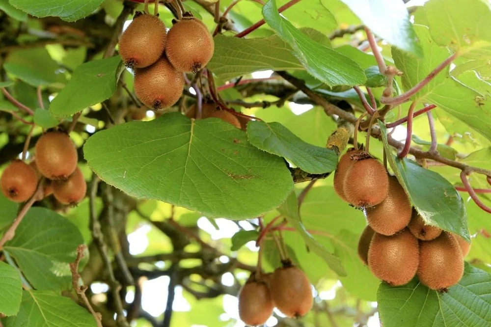 Set of 2 Hardy Kiwi Live Plants, 4-6 Inch Starter Fruit Vines, USDA Zones 4-9 - Image 4