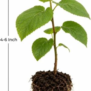 Set of 2 Hardy Kiwi Live Plants, 4-6 Inch Starter Fruit Vines, USDA Zones 4-9 - Image 5