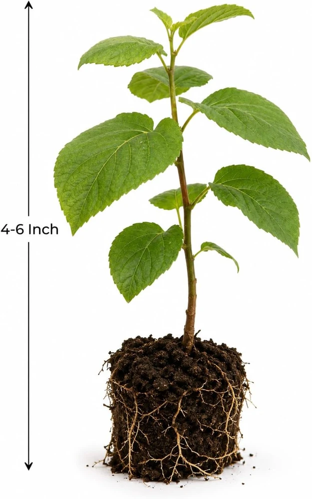 Set of 2 Hardy Kiwi Live Plants, 4-6 Inch Starter Fruit Vines, USDA Zones 4-9 - Image 5