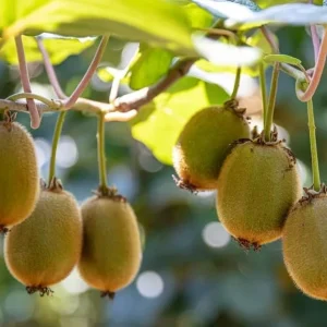 Set of 2 Hardy Kiwi Live Plants, 4-6 Inch Starter Fruit Vines, USDA Zones 4-9 - Image 6