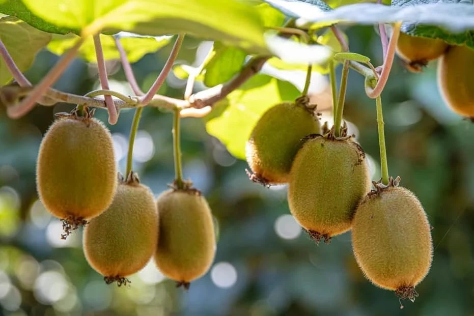 Set of 2 Hardy Kiwi Live Plants, 4-6 Inch Starter Fruit Vines, USDA Zones 4-9 - Image 6
