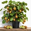 Set of 2 Hardy Kiwi Live Plants, 4-6 Inch Starter Fruit Vines, USDA Zones 4-9 - Image 1