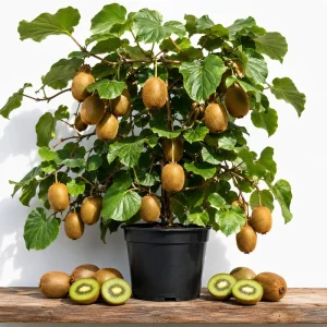Set of 2 Hardy Kiwi Live Plants, 4-6 Inch Starter Fruit Vines, USDA Zones 4-9 - Image 1