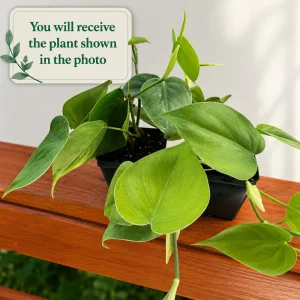 Set of 2 Heartleaf Philodendron Live Plants, 5-8 Inch Tall, 4 Inch Pot - Image 2