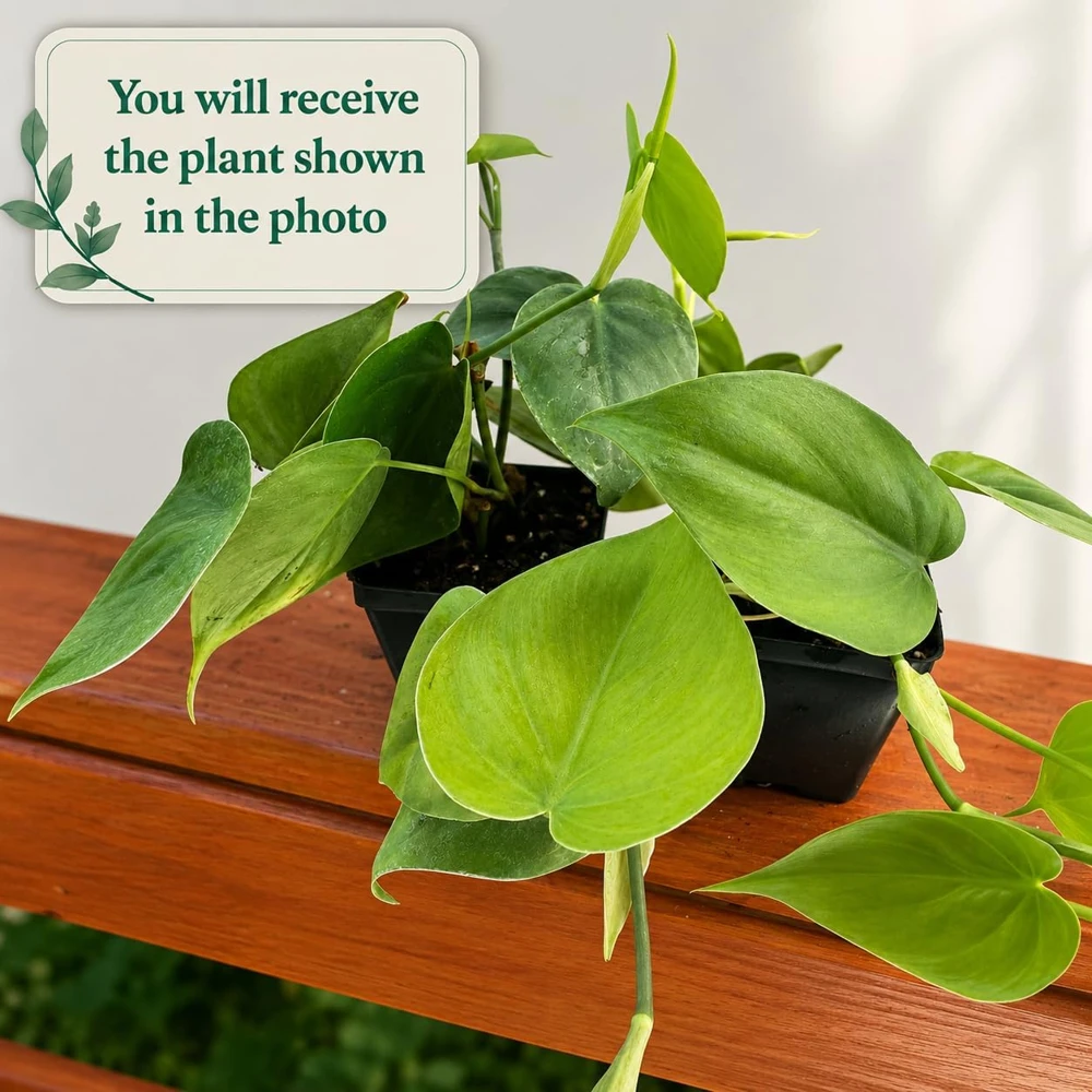 Set of 2 Heartleaf Philodendron Live Plants, 5-8 Inch Tall, 4 Inch Pot - Image 2