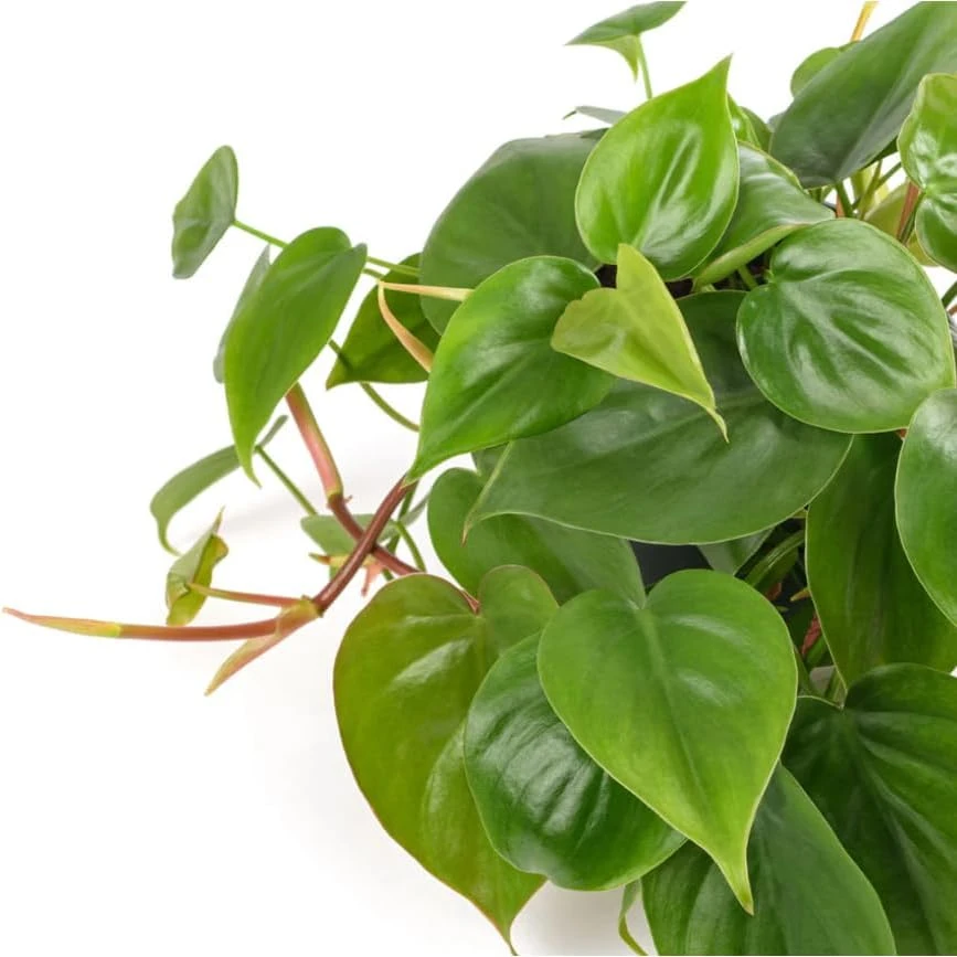 Set of 2 Heartleaf Philodendron Live Plants, 5-8 Inch Tall, 4 Inch Pot - Image 3