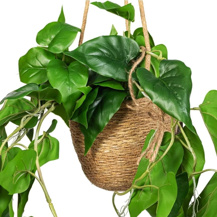 Set of 2 Heartleaf Philodendron Live Plants, 5-8 Inch Tall, 4 Inch Pot - Image 4