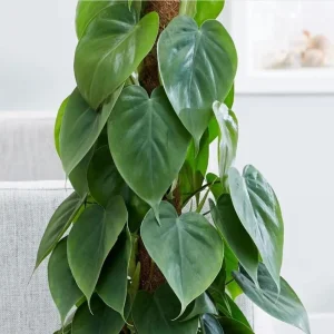 Set of 2 Heartleaf Philodendron Live Plants, 5-8 Inch Tall, 4 Inch Pot - Image 5